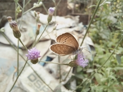 Pseudozizeeria maha