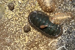 Ischnochiton australis