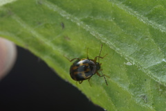 Amarygmus