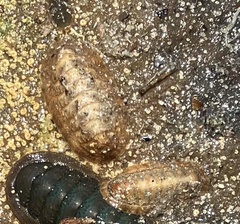 Ischnochiton cariosus