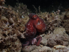 Callistoctopus