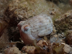 Sepioloidea lineolata