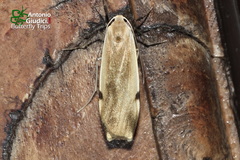 Macotasa tortricoides