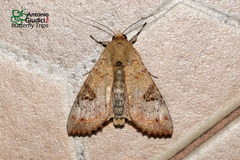Tiracola aureata