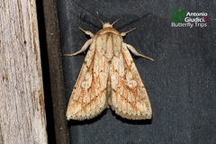 Mythimna decisissima