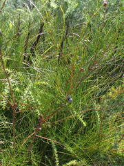 Allocasuarina paludosa