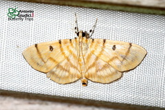Notarcha tigrina