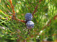 Allocasuarina paludosa