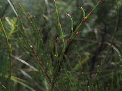 Allocasuarina paludosa