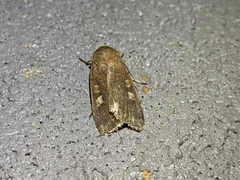 Xestia xanthographa