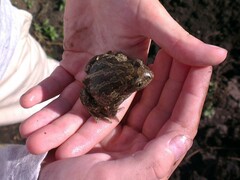 Pelobates vespertinus