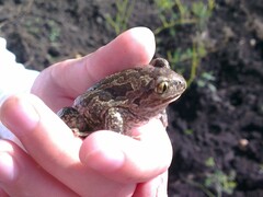 Pelobates vespertinus