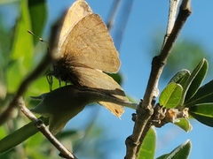 Leptotes pirithous
