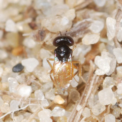 Aphelinidae