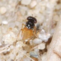 Aphelinidae
