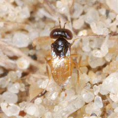 Aphelinidae