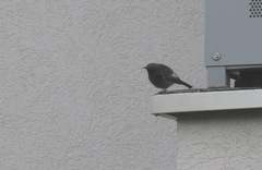 Phoenicurus ochruros