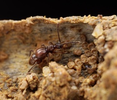 Pselaphinae