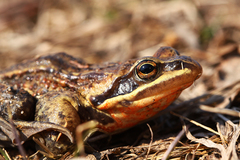Rana amurensis