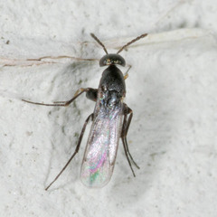 Elasmus