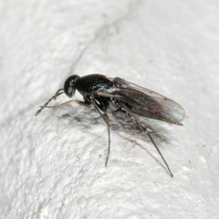 Elasmus