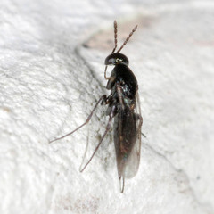 Elasmus