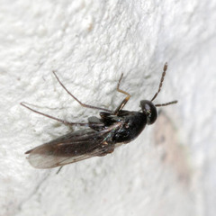 Elasmus