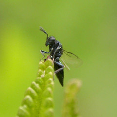 Entedon