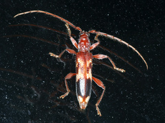Coptocercus aberrans