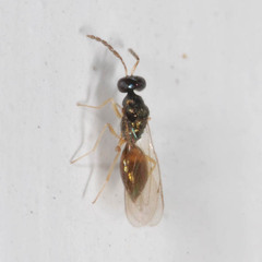 Eulophinae