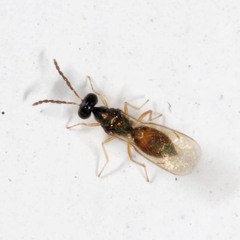 Eulophinae