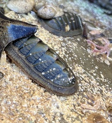 Ischnochiton australis