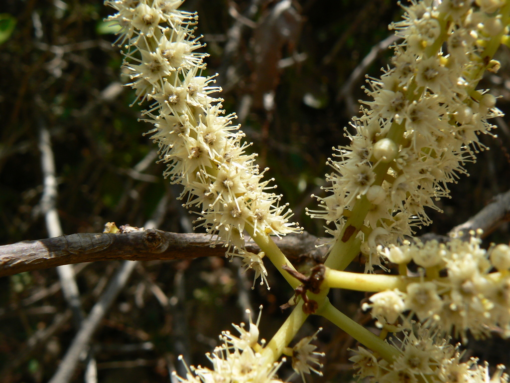 Terminalia elliptica (Terminalia elliptica)