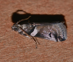 Assara leucarma