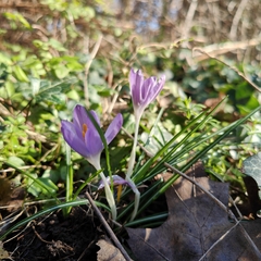 Crocus tommasinianus