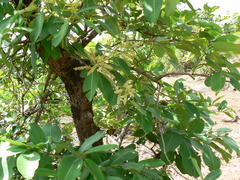 Terminalia elliptica