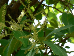 Terminalia elliptica