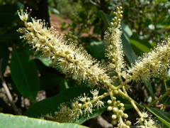 Terminalia elliptica