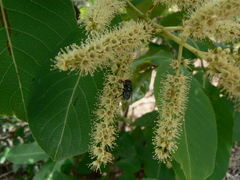 Terminalia elliptica