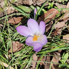 Crocus tommasinianus