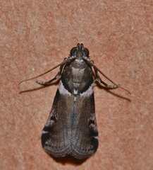 Assara leucarma