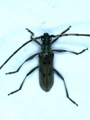 Didymocantha obliqua