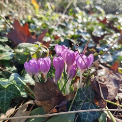 Crocus tommasinianus
