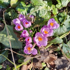 Crocus tommasinianus