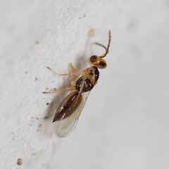 Tetrastichinae