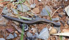 Hemiergis decresiensis