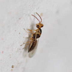 Tetrastichinae