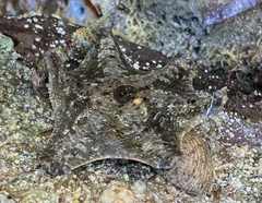 Meridiastra