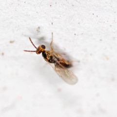 Tetrastichinae