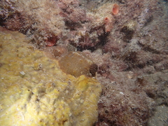 Chondrilla australiensis